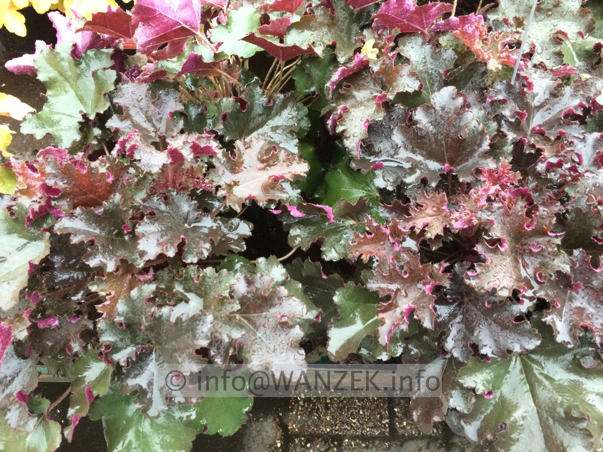 Heuchera Hybride Black Beauty 09.JPG